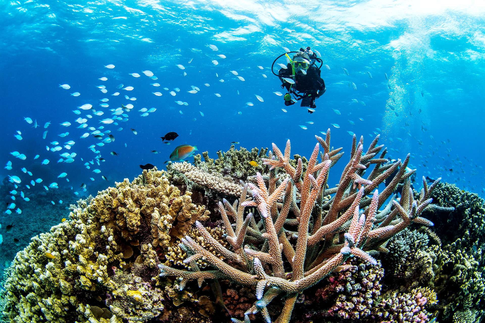 Can you touch the Great Barrier Reef?