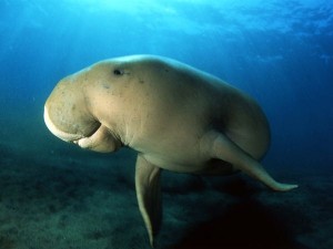 dugong_518_600x450