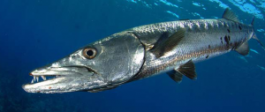 coastal-great-barracuda-710x300