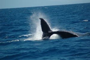 humpback-whales-in-cairns-19030_604x402