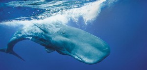 Sperm-Whales-631.jpg__800x600_q85_crop