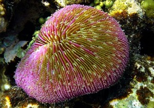 666px-Mushroom_coral