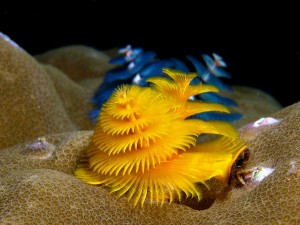 Christmas_tree_worms-600