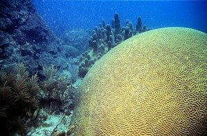 boulder-brain-or-giang-brain-coral