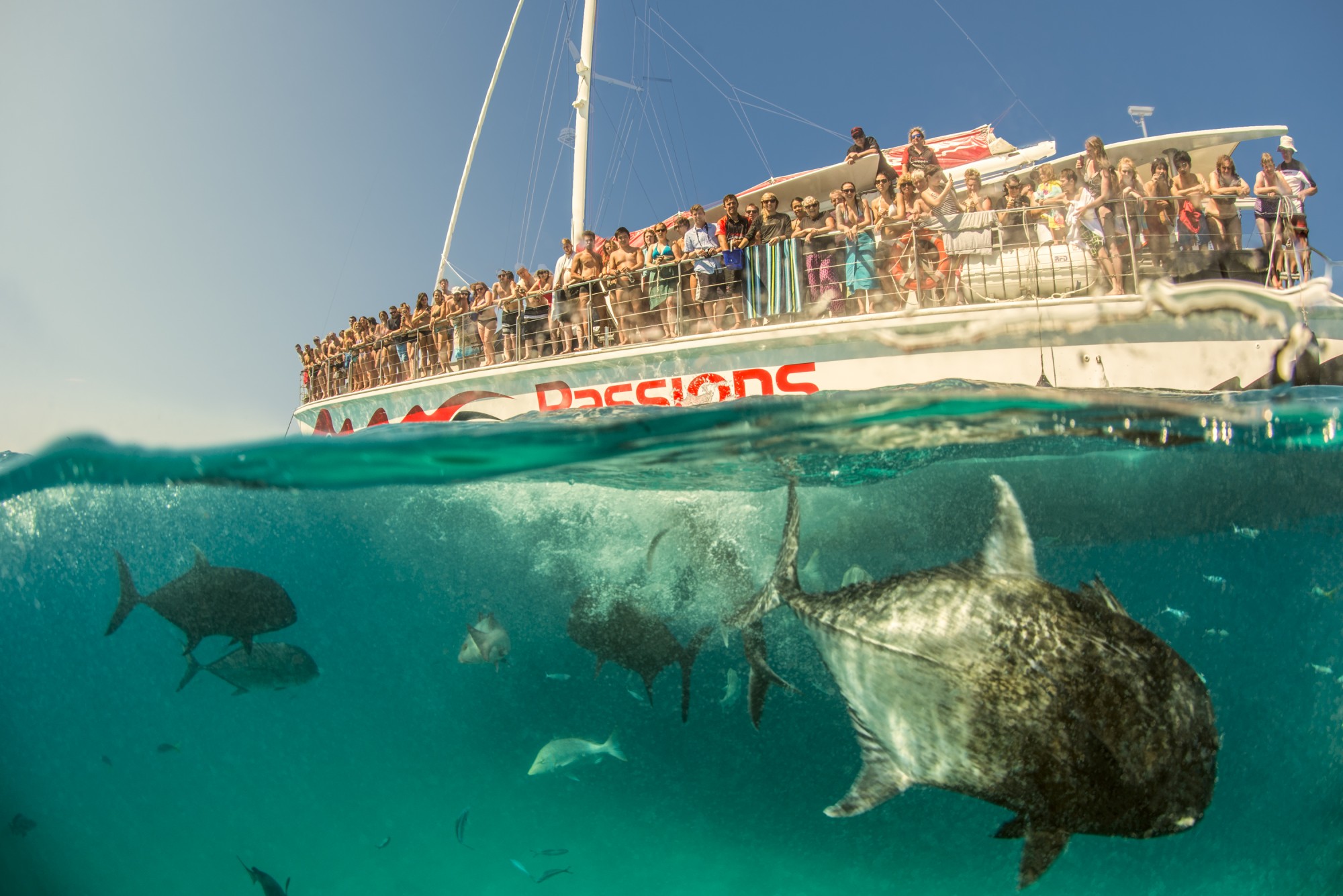 Mystery Solved: Those Circling Shapes Aren't Sharks! They're Giant Trevally  (GT for short!) - Passions Of Paradise