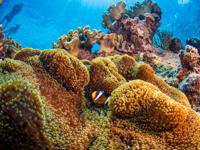 underwater camera hire cairns reef tour passions of paradise