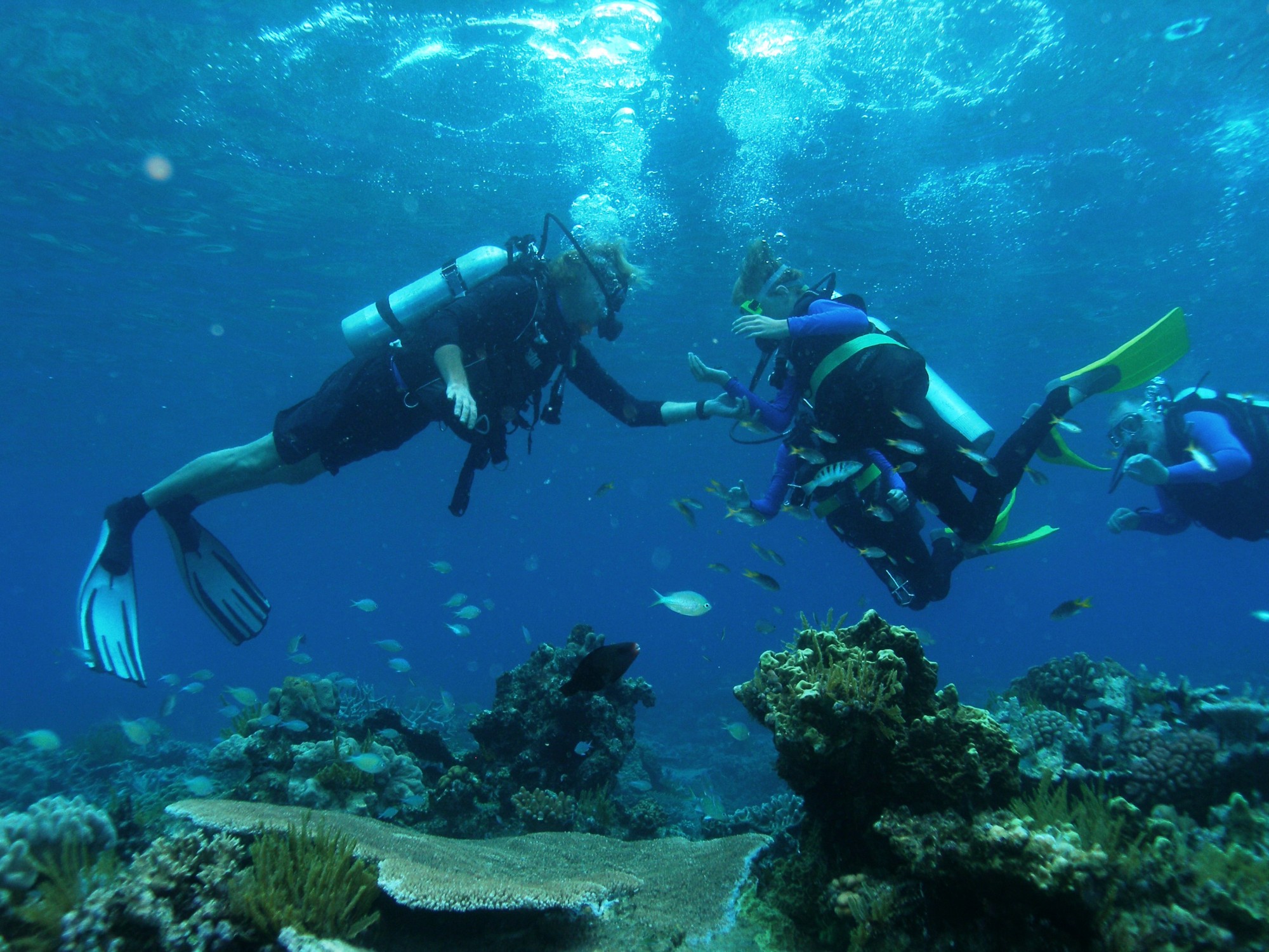 Intro Divers at Paradise Reef passions of paradise