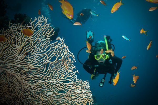 Passions-sailing-home-on-Great-Barrier-Reef 2 (1 of 1)-2