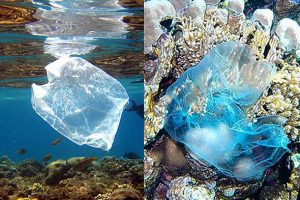 plastic-bags-in-ocean