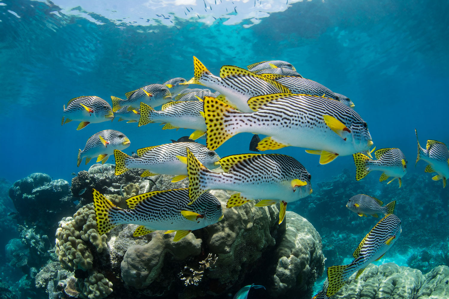 Great Barrier Reef