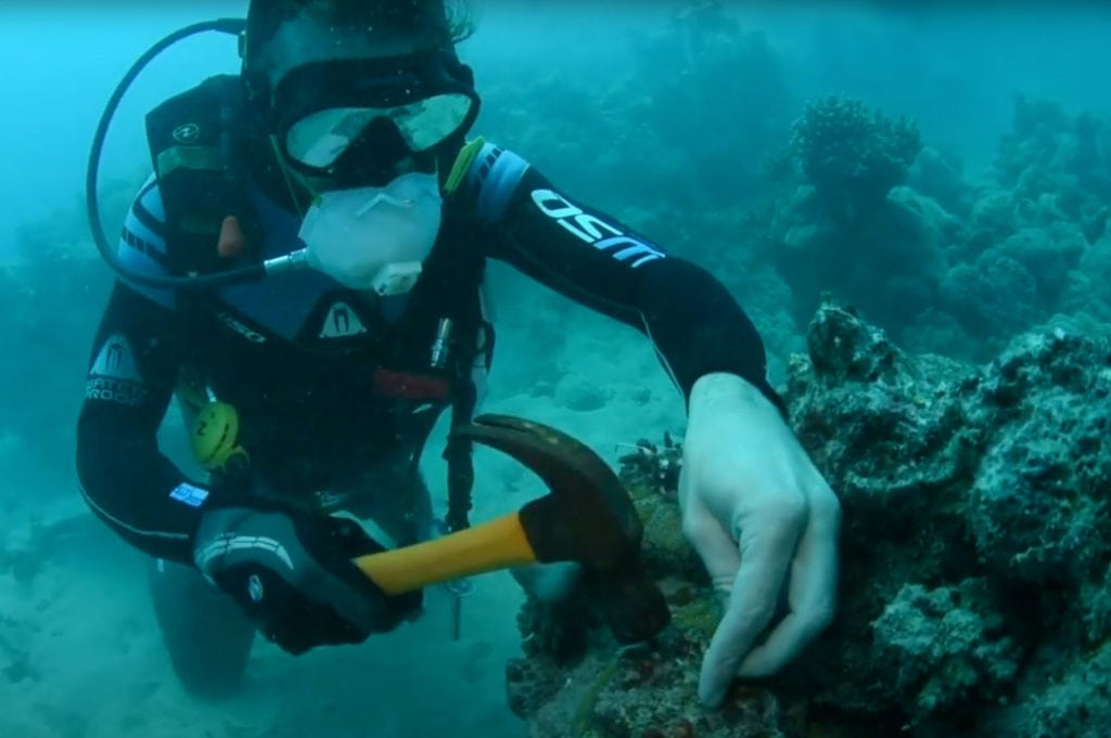 CoralPlantingProjectonGreatBarrierReefCairnsonPassionsof