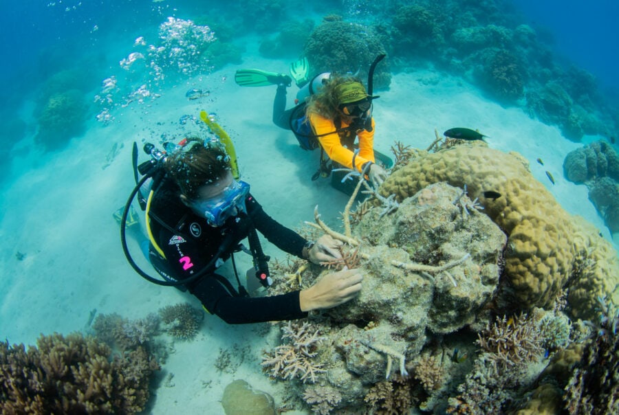 Passions of Paradise Reef Tours Cairns From 260